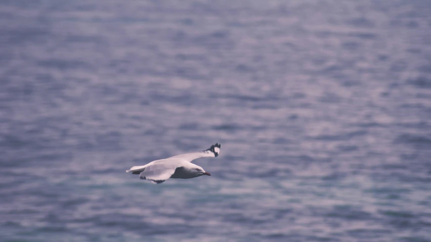 a white bird flying over the ocean near the water