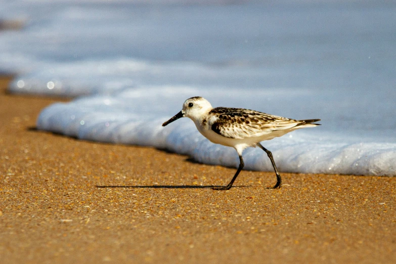 a small bird walking along the shore of a beach