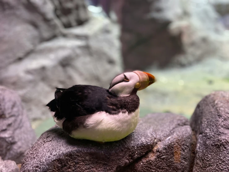 there is a small bird that is sitting on top of the rocks