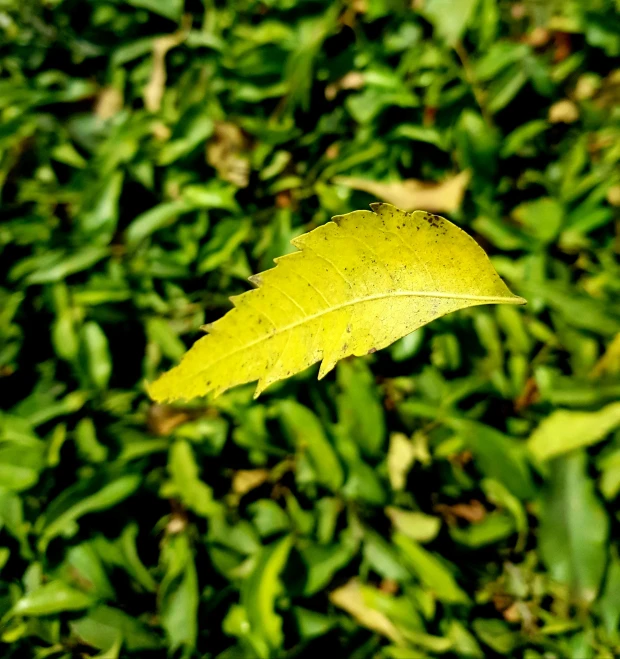 a single leaf in a garden with grass