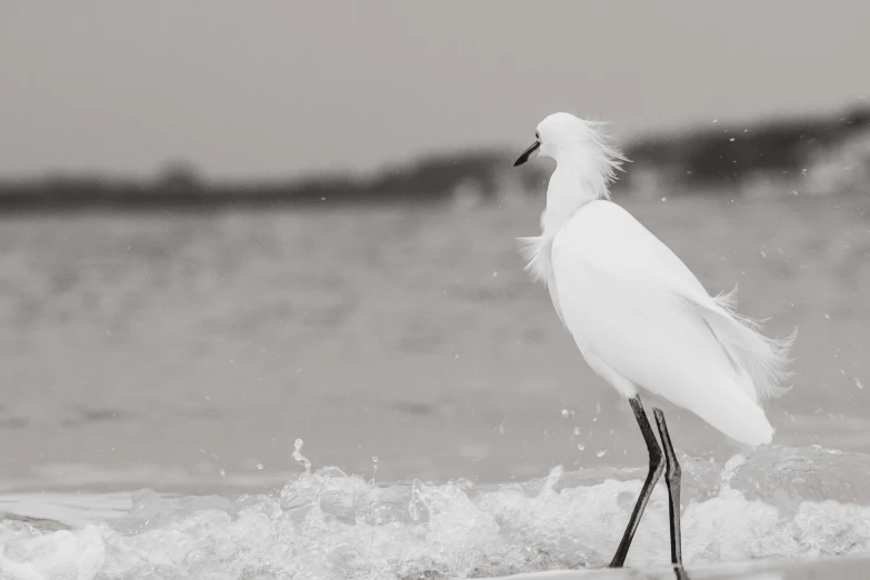 black and white po of bird with feathers standing in the ocean