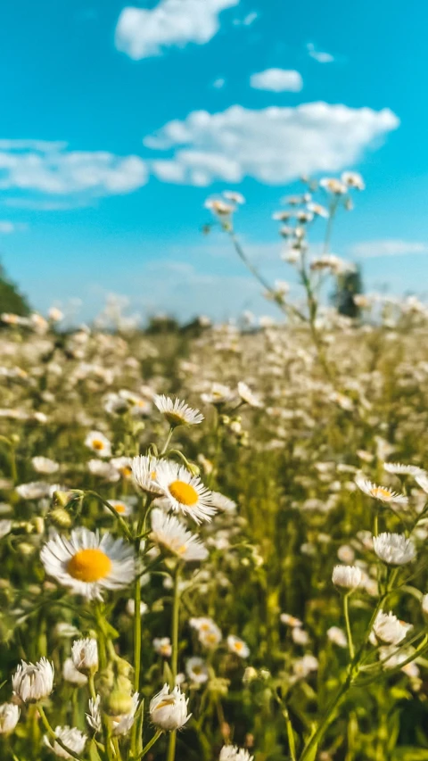 a field full of white flowers in the middle of summer