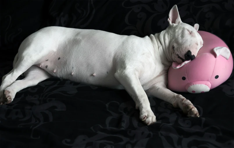 a white dog laying down next to a pink pig stuffed animal