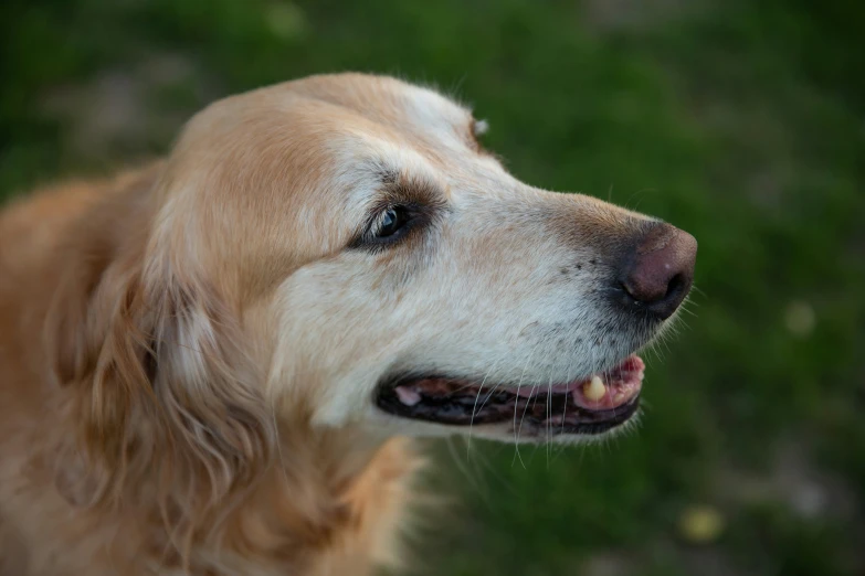 the yellow dog is looking outside and happy