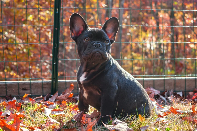 a black puppy is sitting in front of some red and yellow leaves