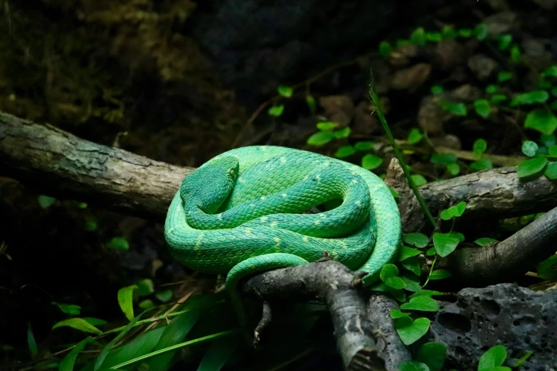 green snake with mouth and tail curled up on nch next to tree