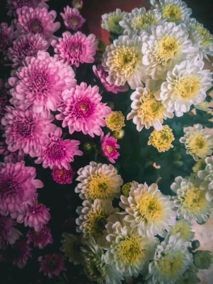 a bunch of flowers sitting in a circle together
