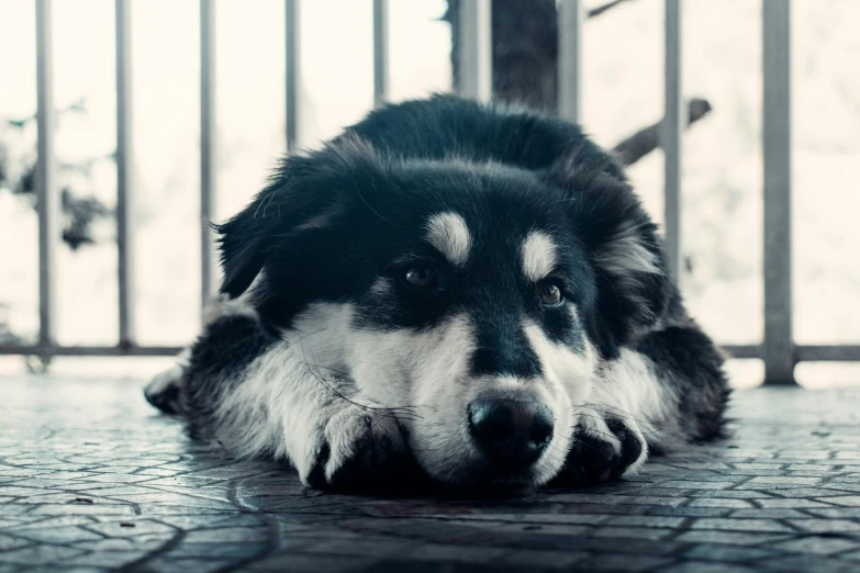 a dog laying down with its eyes closed