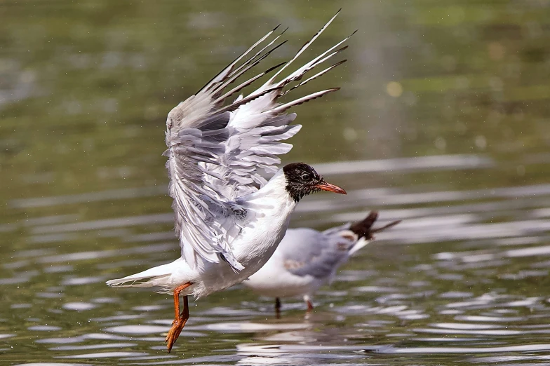 two birds standing in the water on the beach