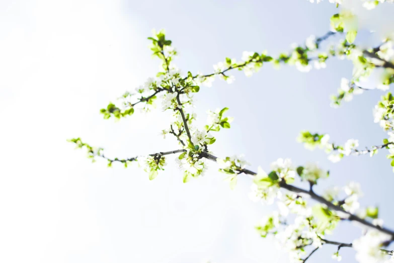 flowers in spring blooming on the nch of a tree