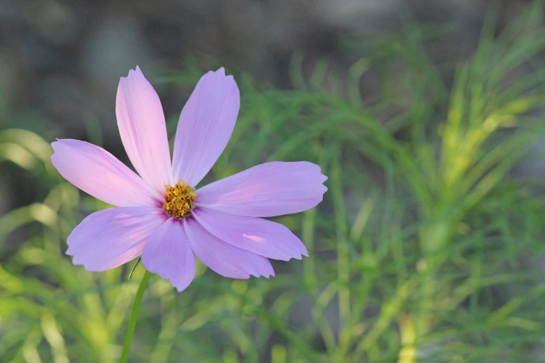 a purple flower that is on a twig