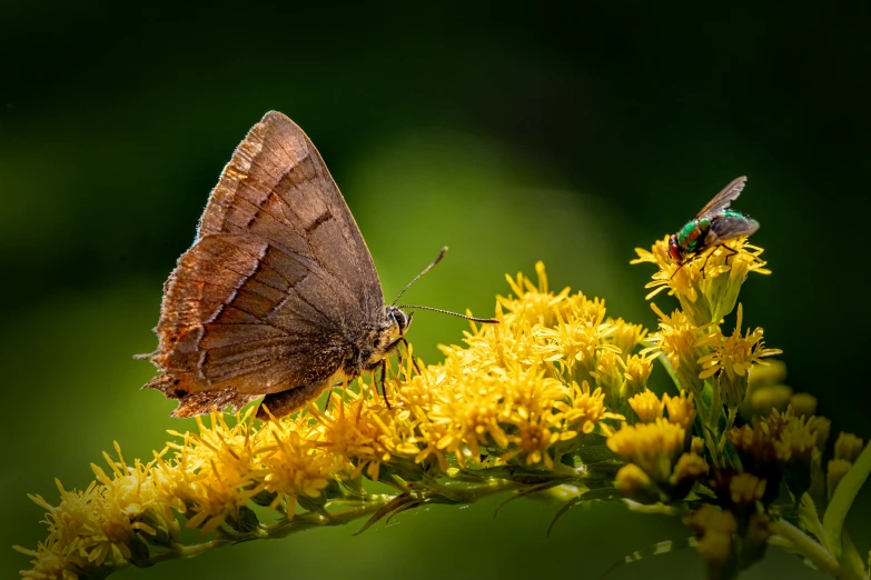 a brown moth sitting on a yellow flower