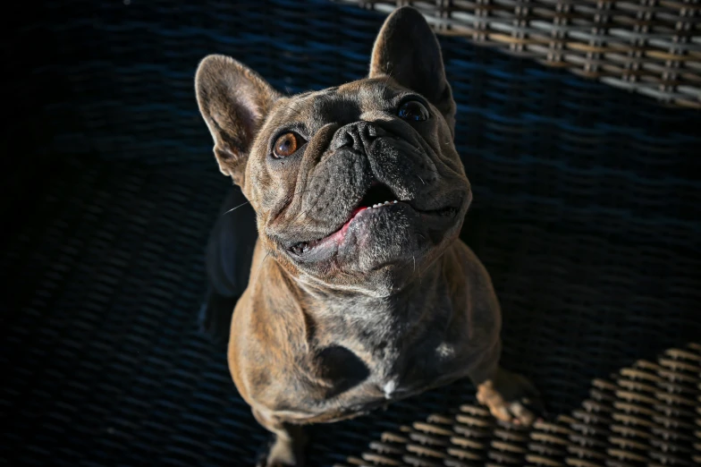 a dog with it's tongue hanging out