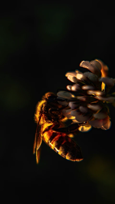 a bee flying across a flower covered in pollen