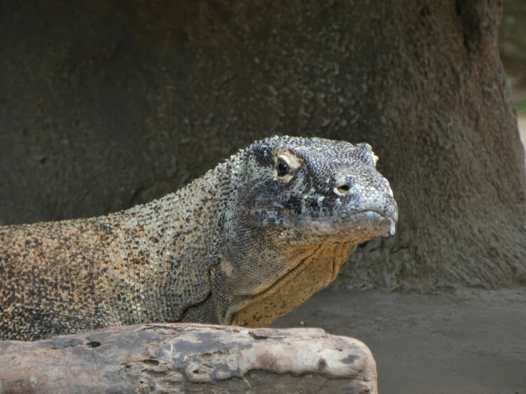 a lizard sits with a large, round stone behind it