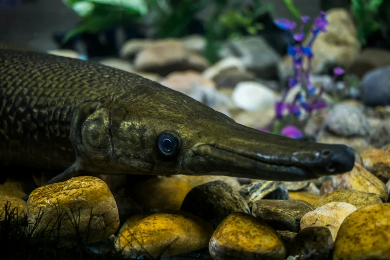 a fish with a dark eye sitting on some rocks