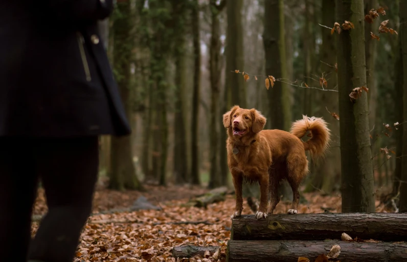 brown dog standing on log in the woods