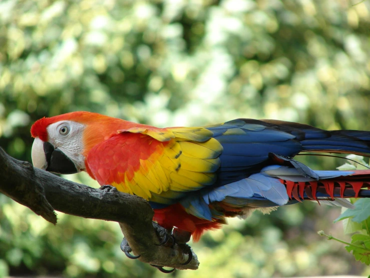 a colorful bird sits on a nch