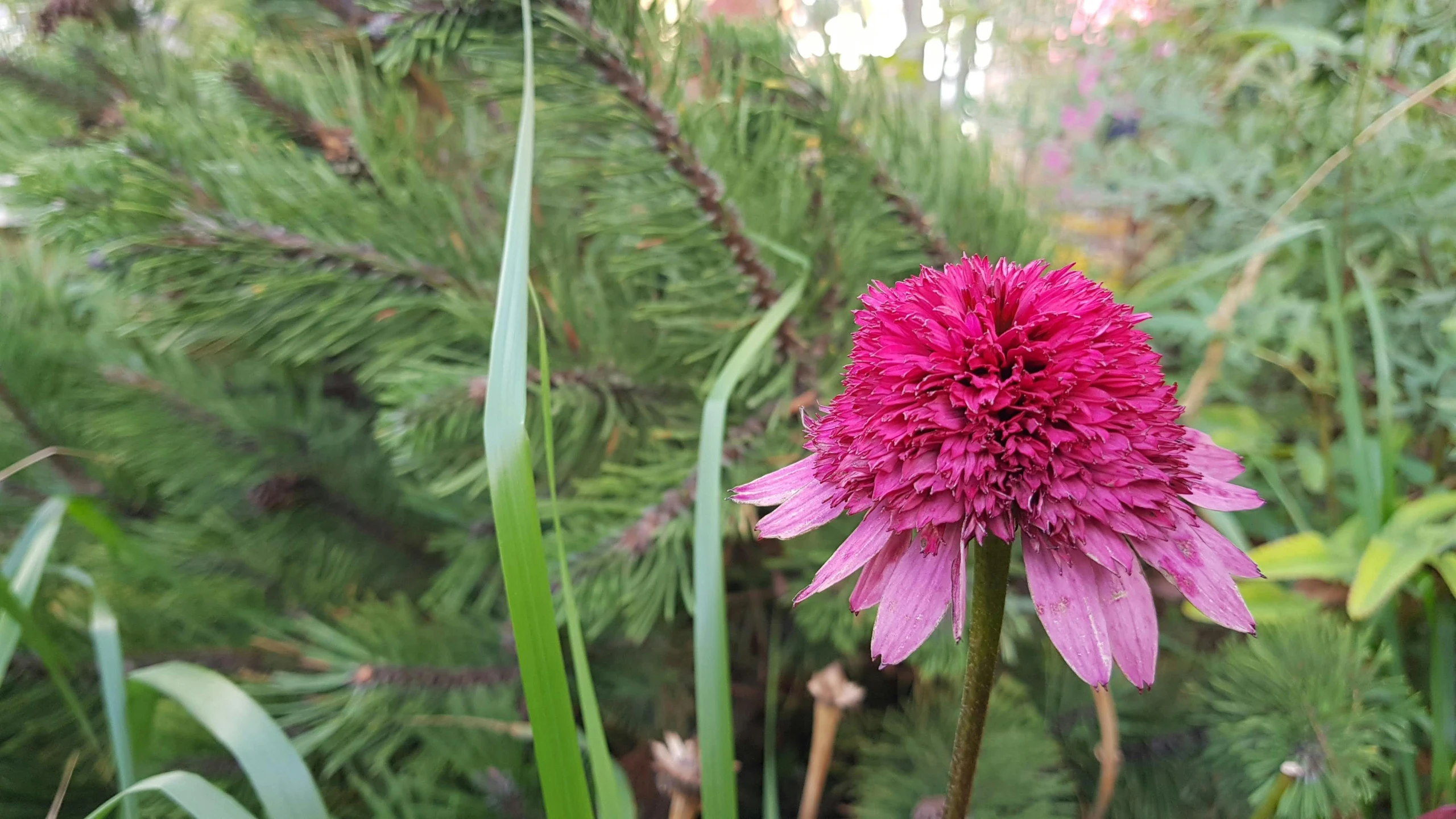 a pink flower and green foliage in a forest