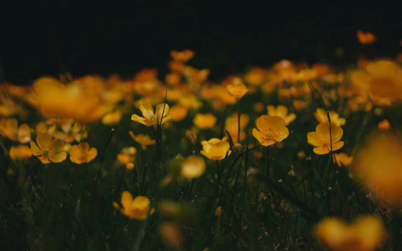 a field full of yellow flowers and some green grass