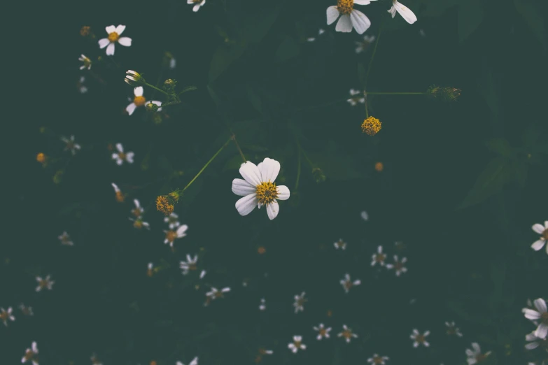 wild flowers, pographed from above in the daytime