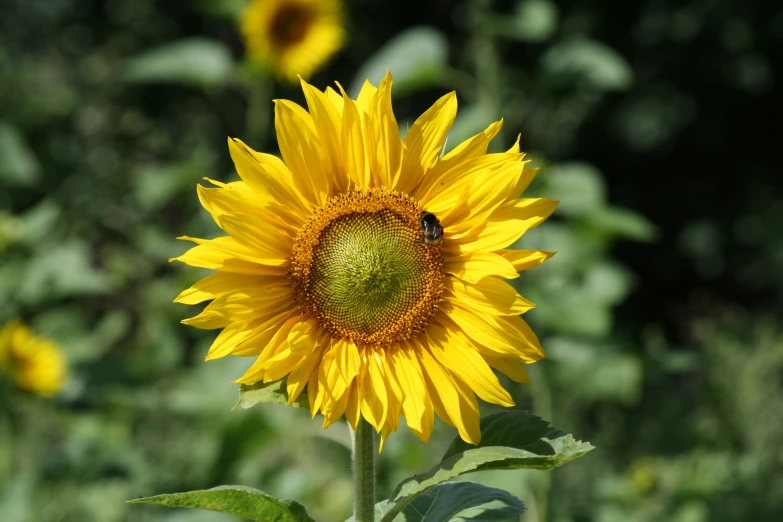 a bum is on a sunflower in a field