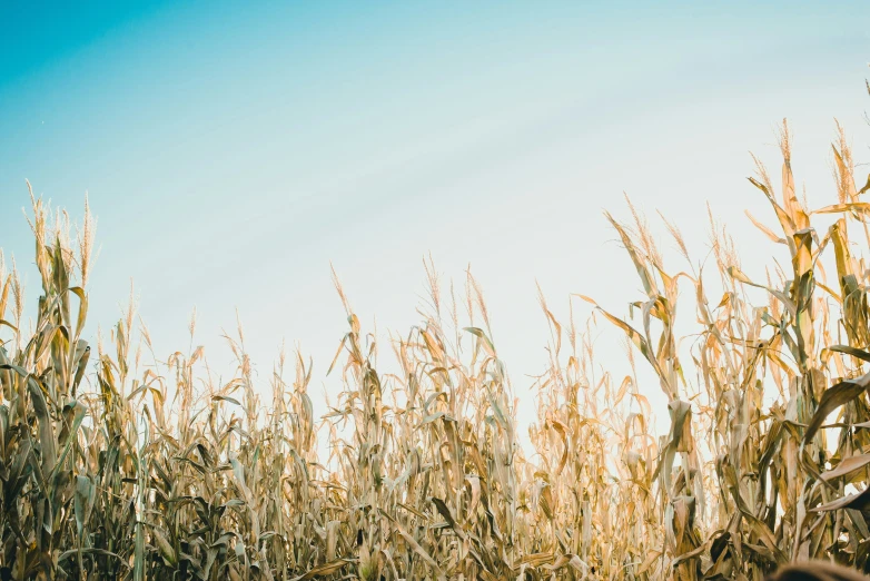 the field is tall with ripe corn