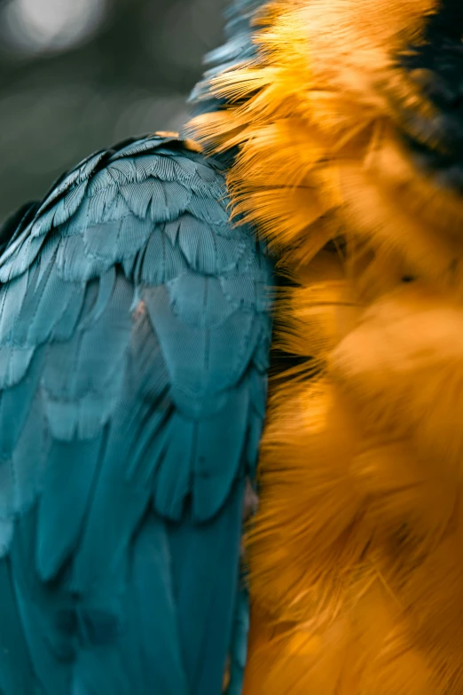 colorful bird's feathers, in very close up view