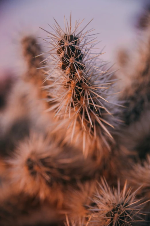 several cactus plants in an area of desert