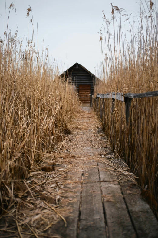 a boardwalk over a river in a field