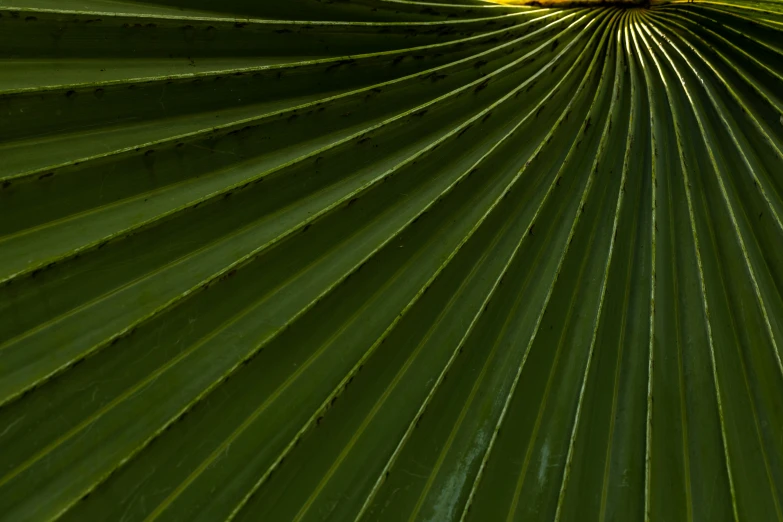 the bottom view of an enormous leafy plant