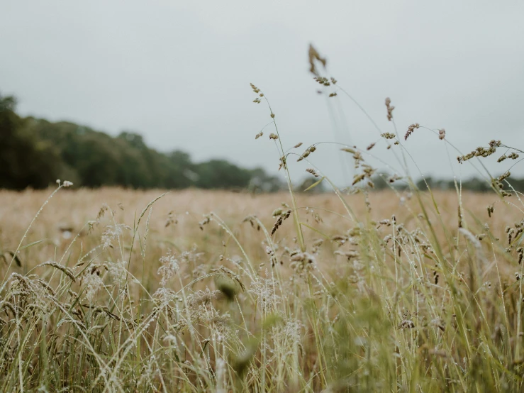 grass is in a field with the sky in the background