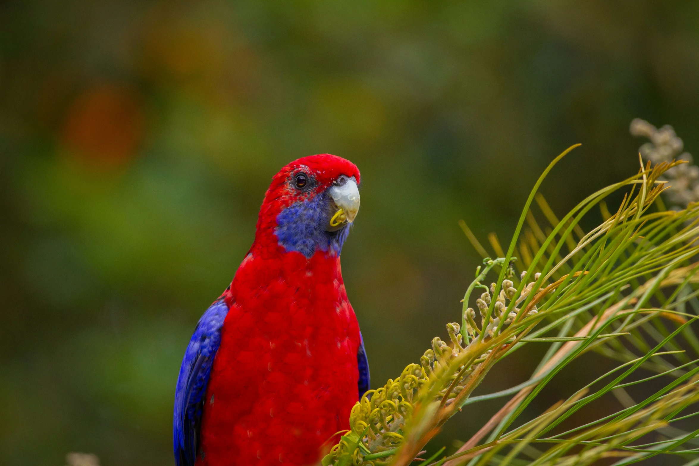 a colorful bird is sitting on the tree nch