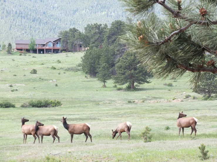 a bunch of animals in a big field together