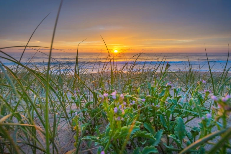 a beach with wild flowers at sunset