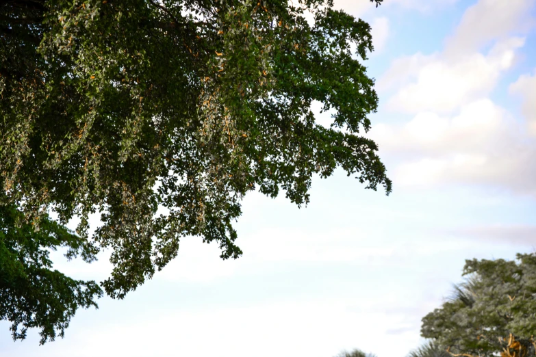 a white bird perched on top of a tree nch