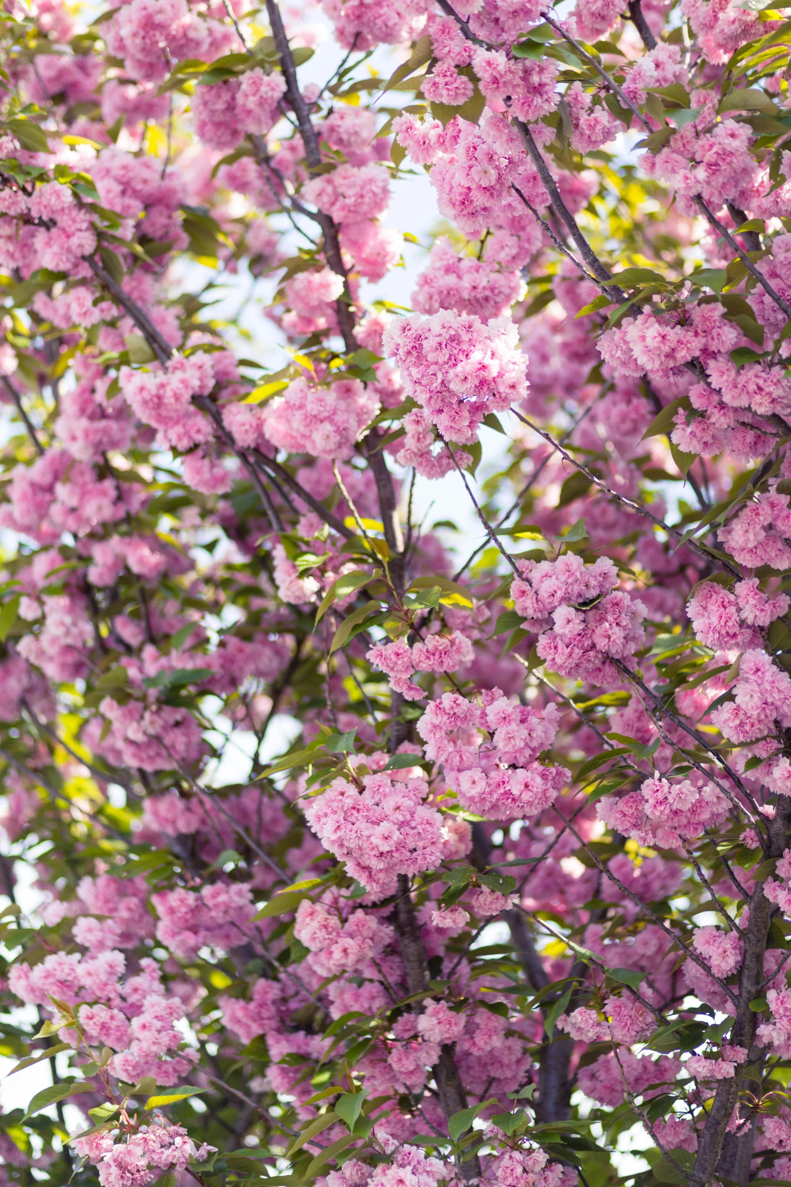 large pink flowered trees are blooming brightly