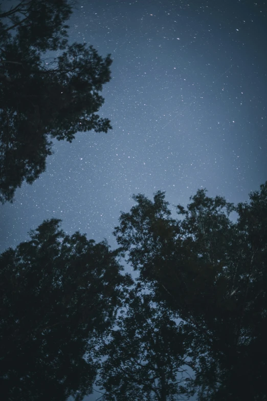 the night sky above some trees with stars in it