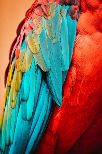 the colorful feathers of a bird sit close together