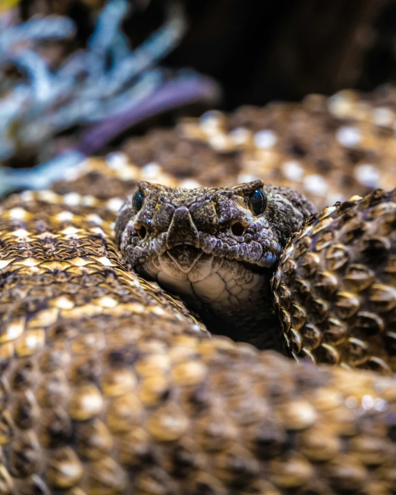 a close up image of a large animal wrapped in a blanket