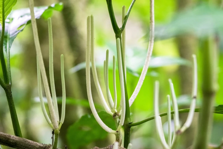 green plants with thin stalks in the forest