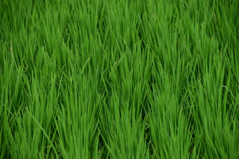 a view of some very tall green grass