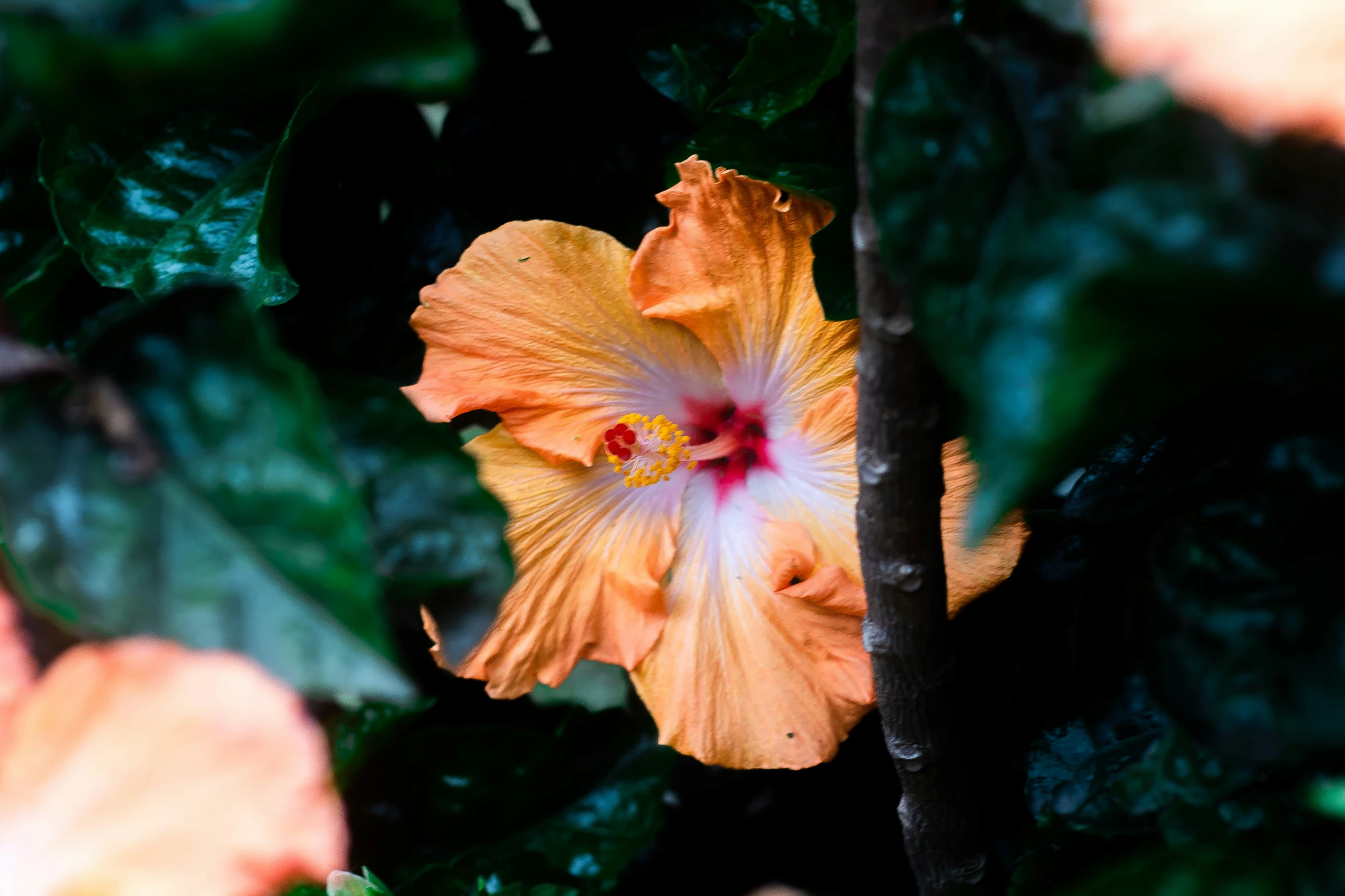 yellow and white flower surrounded by leaves