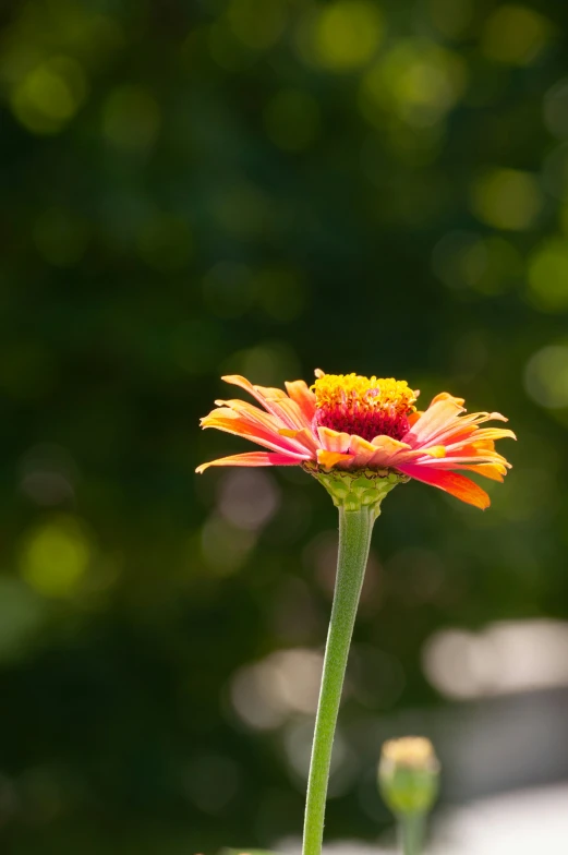 this flower is blooming and showing its colors