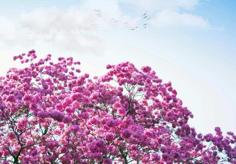 birds are flying around a beautiful, colorful pink tree