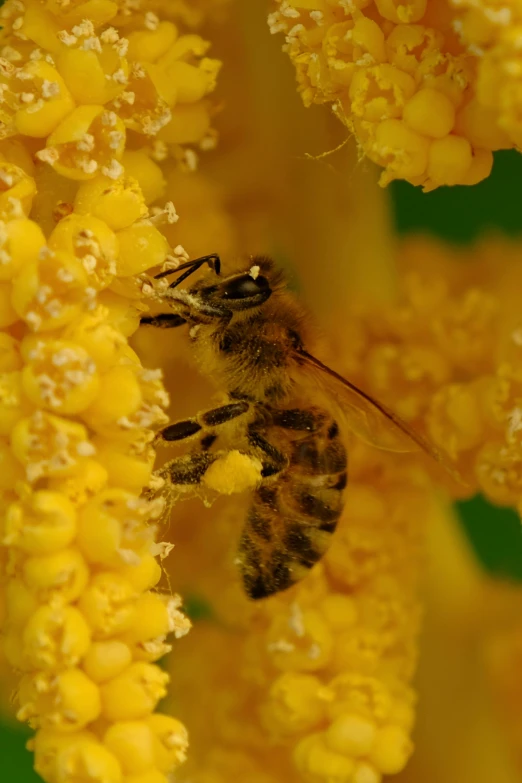 a close up of two bees in the middle of some yellow flowers