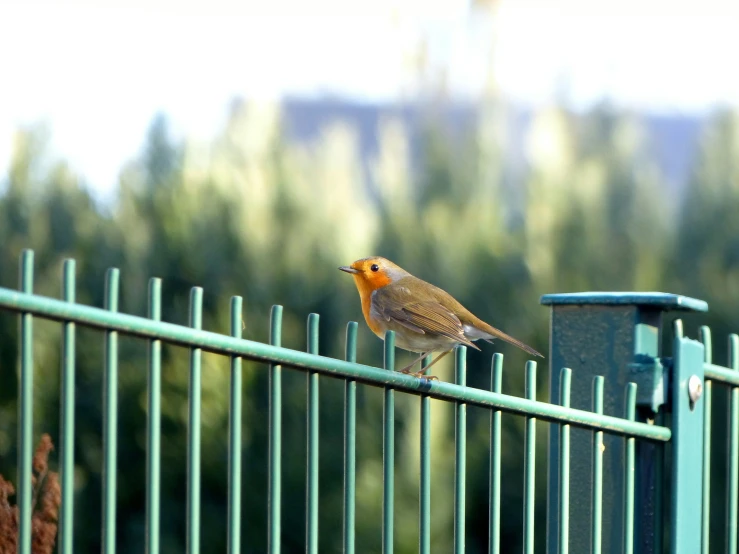 the little bird stands on top of the blue metal fence