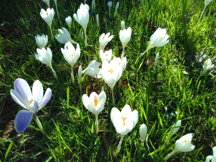 a bunch of white flowers that are in the grass