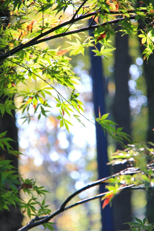 leaves in front of the sunlight are shining