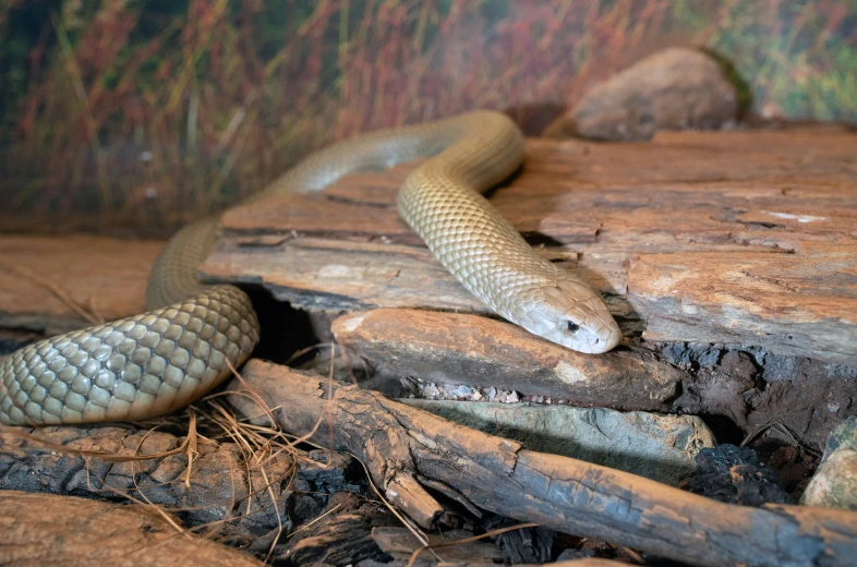 there is a snake that is sitting on the wood